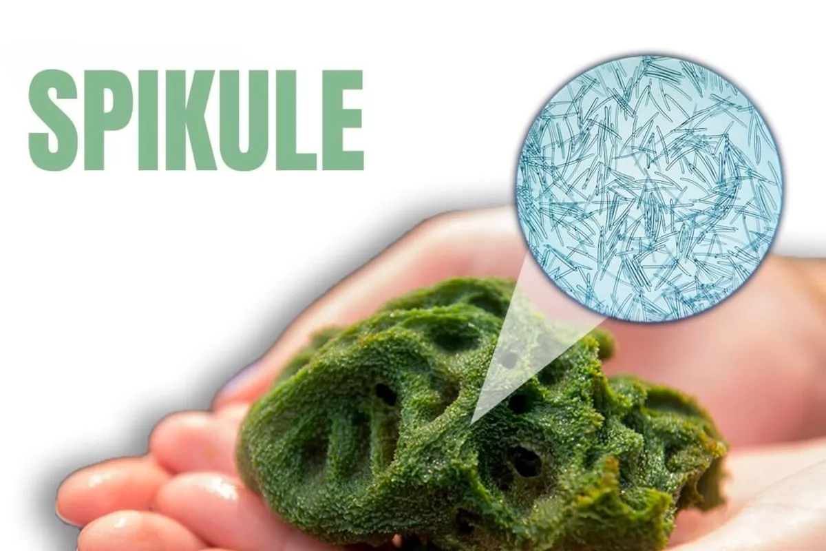 Rajeunissement Bois-Guillaume