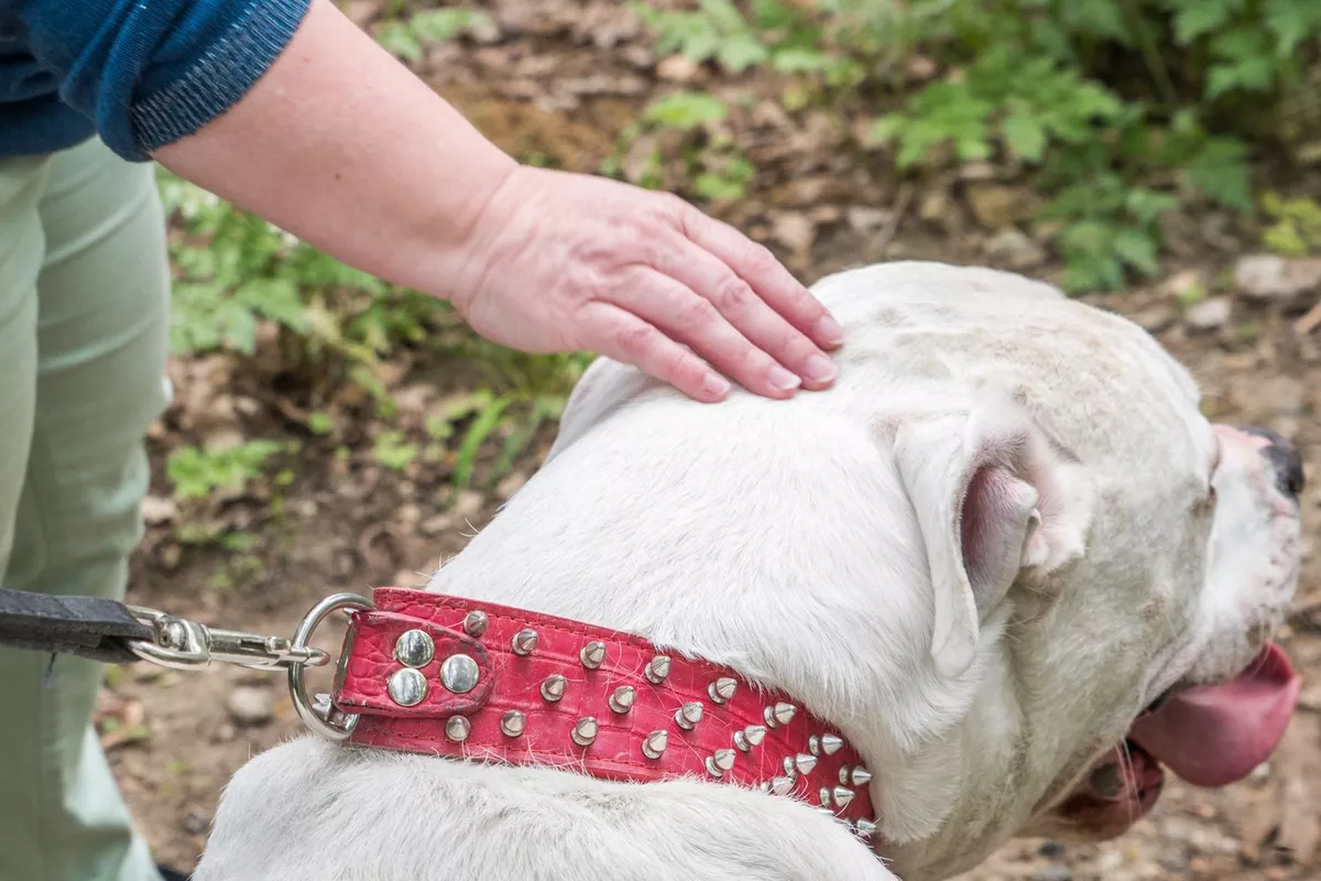 Atelier découverte de connexion animale