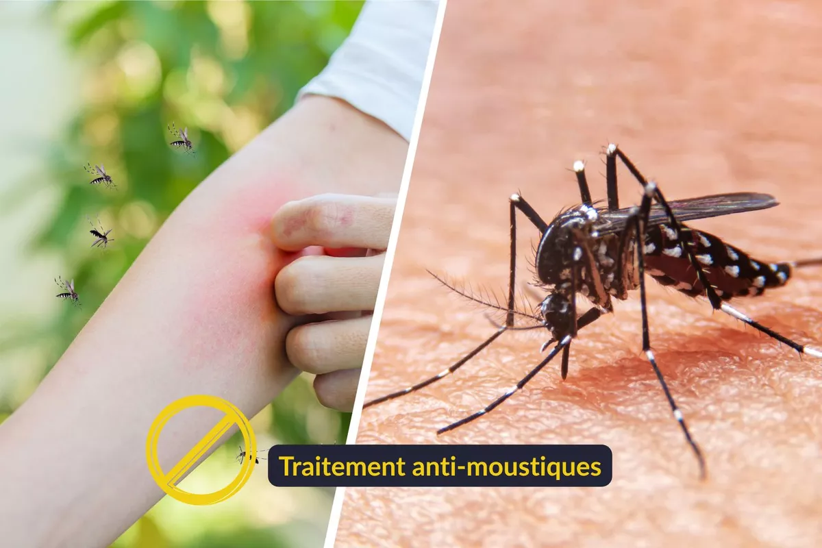 Diagnostique Fourmis Nice