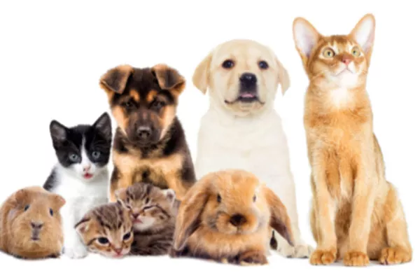 Soin énergétique pour animaux