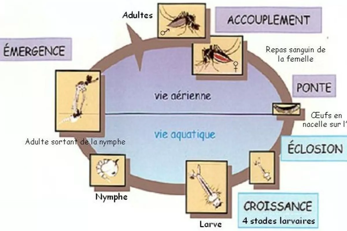 Le moustique Culex : un insecte commun aux risques sous-estimés