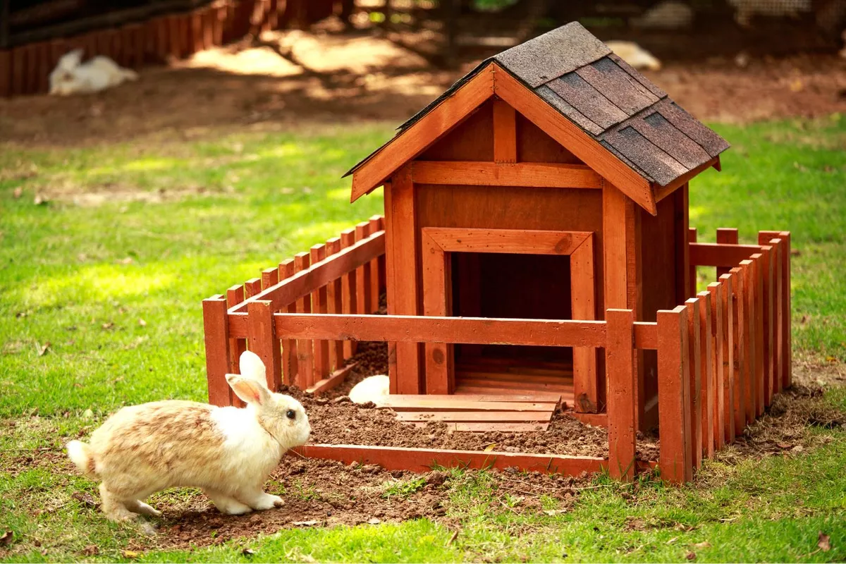 Garde de petits animaux – Tours et alentours