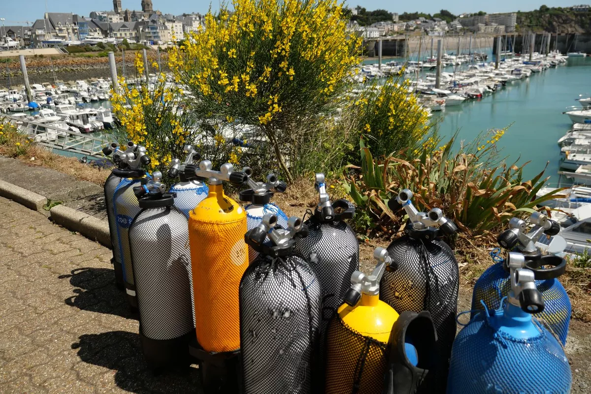 Cétacés Chausey Granville