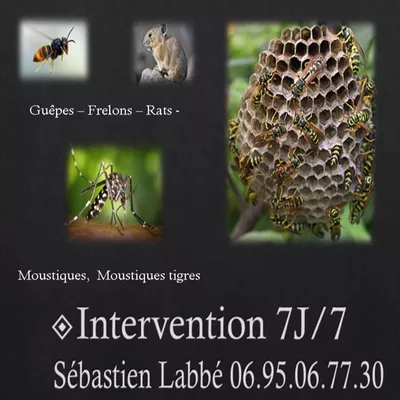 Intervention anti-moustiques à Sainte-Maxime