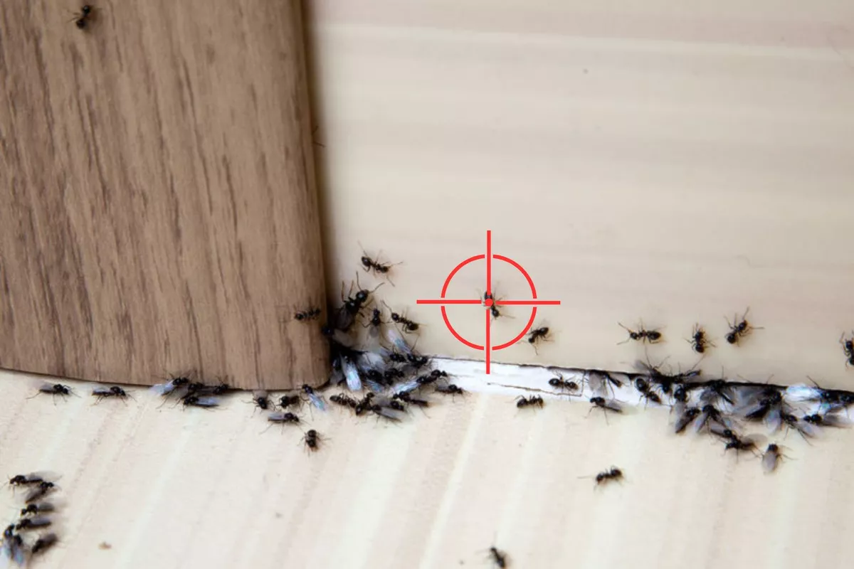Traitement des fourmis : élimination des fourmis charpentières et fourmis noires dans votre maison ou sur votre terrasse
