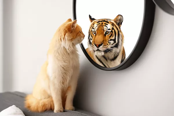 Formation "Valorisez votre image professionnelle" – Adoptez une communication alignée et impactante