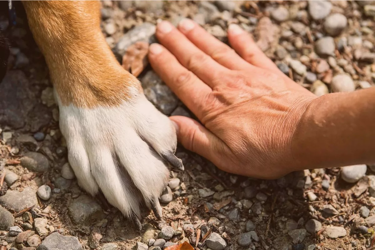 Offre Complète "Mains dans la patte" : 1 séance de communication animale + 3 séances d'accompagnement coaching