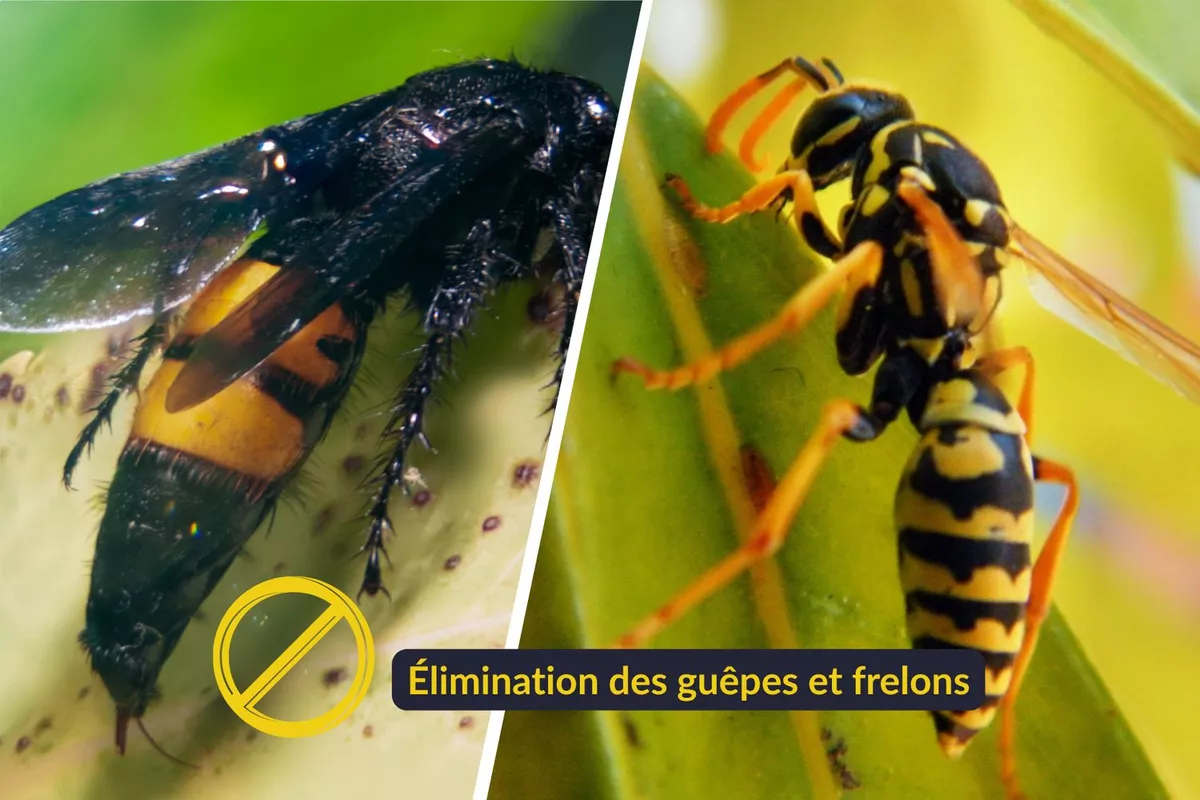 Traitement des nuisibles Nice