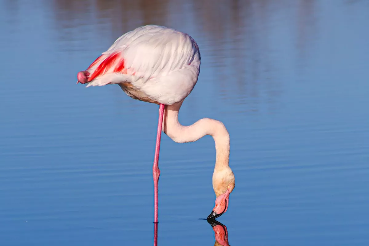 Shooting portraits naturels d'animaux