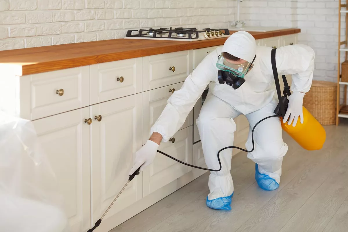 Traitement et élimination des blattes et cafards