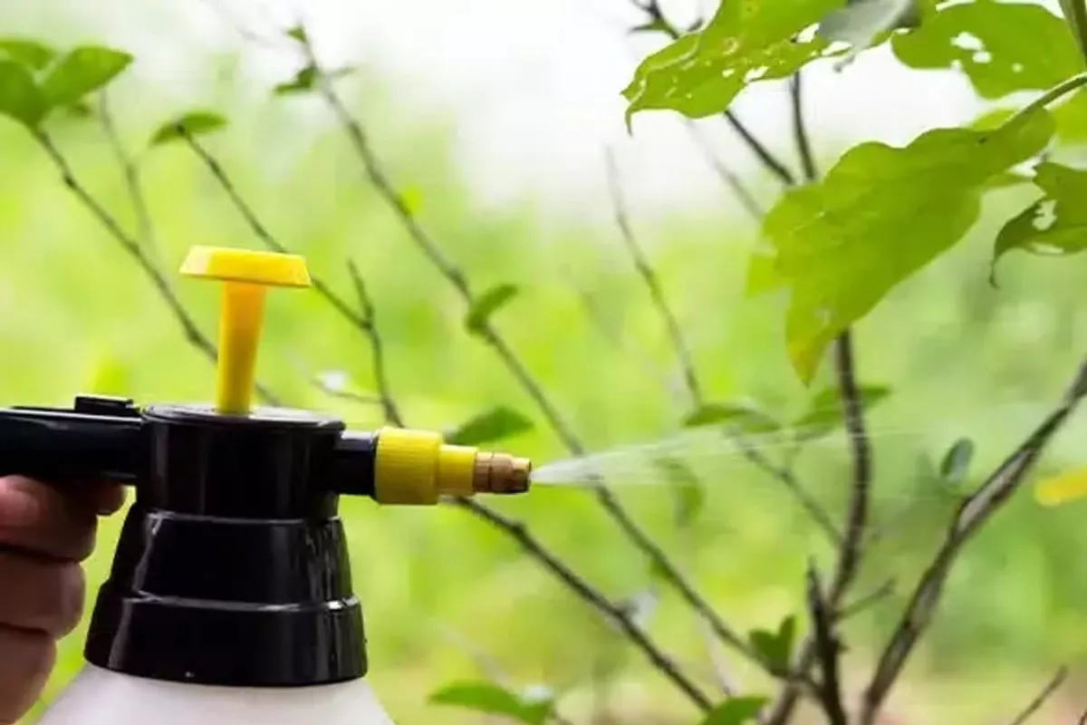 Dératisation  Cagnes-sur-Mer