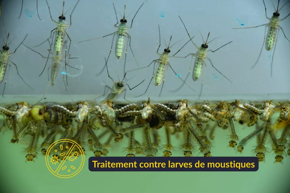 Expertise Guêpes Nice
