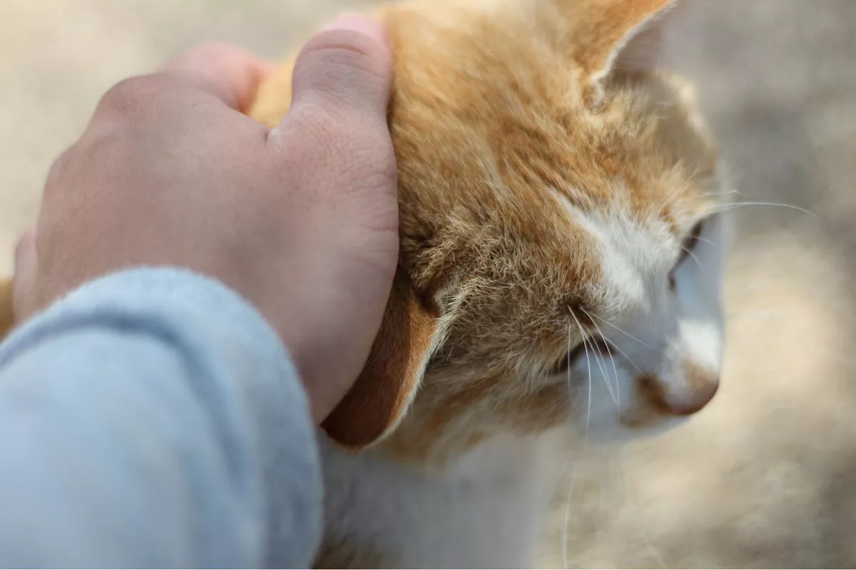 Séance à distance de communication intuitive avec votre animal