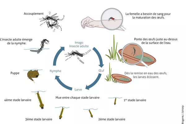 Le moustique tigre (Aedes albopictus) : un fléau en pleine expansion