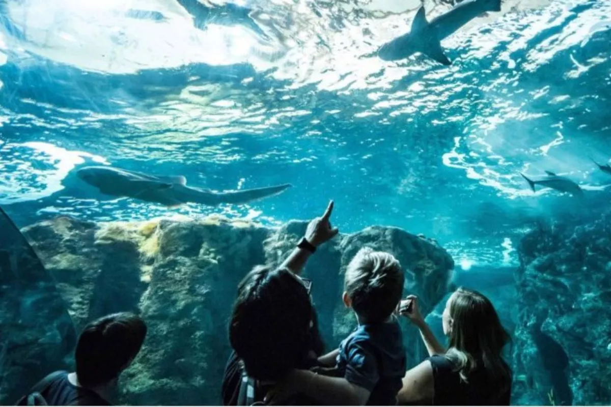 Navette Océanopolis Brest – Sortie Famille Bretagne Nord