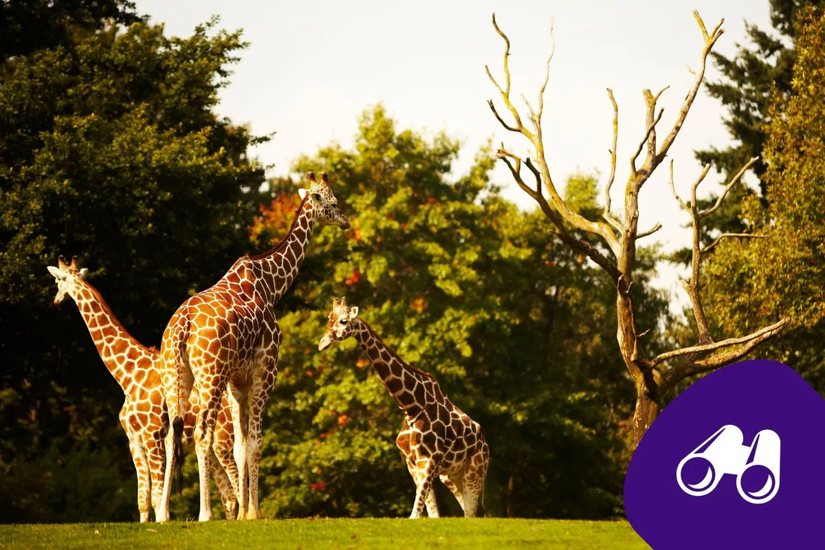 VTC pour sorties famille : zoo, parcs animaliers & aquariums