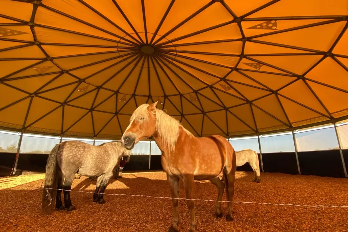 Journée de constellation familiale avec les chevaux