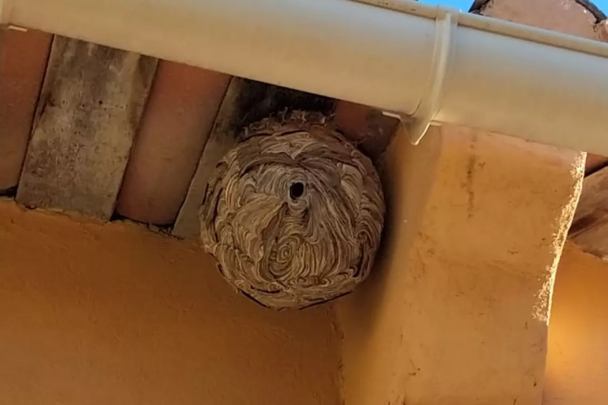 Dératisation  Cagnes-sur-Mer