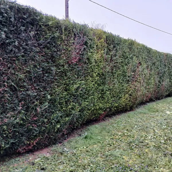 Taille de haies à palluau sur indre